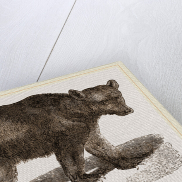 Brown Bear by Anonymous