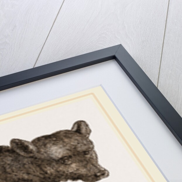 Brown Bear by Anonymous