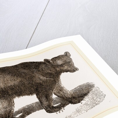 Brown Bear by Anonymous