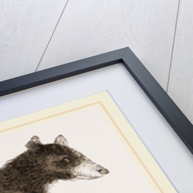 American Black Bear by Anonymous