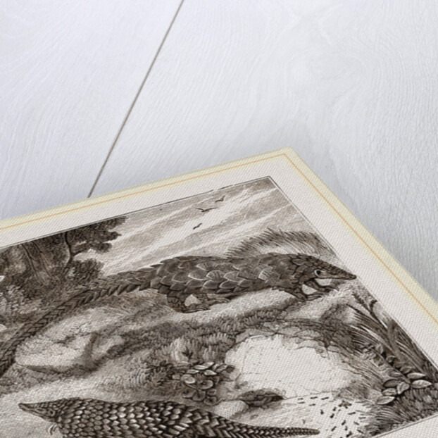 Short tailed Manis and Long-tailed Manis by Anonymous