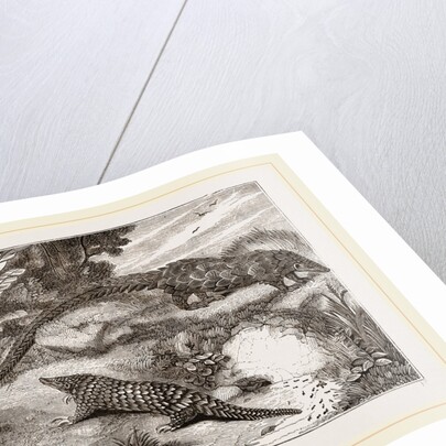 Short tailed Manis and Long-tailed Manis by Anonymous