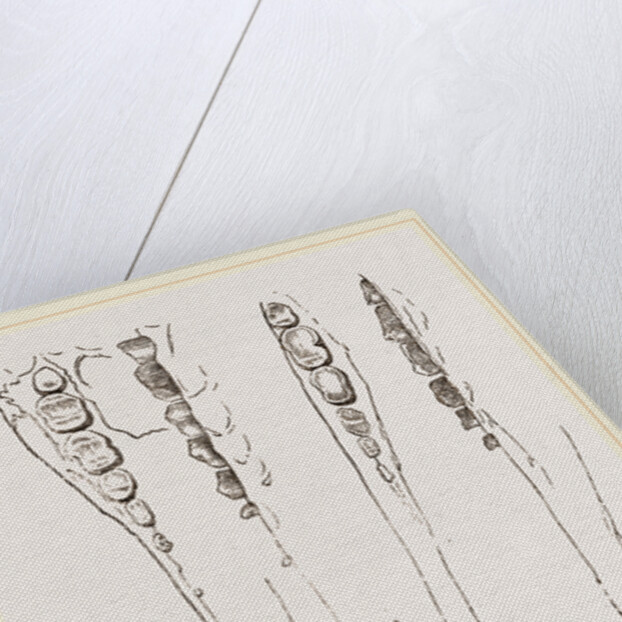 Teeth of Aard-vark by Anonymous