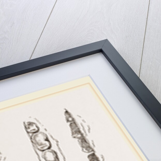 Teeth of Aard-vark by Anonymous