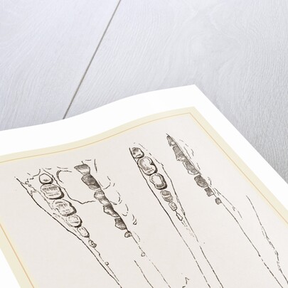 Teeth of Aard-vark by Anonymous