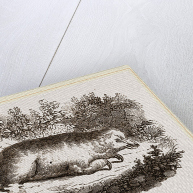 Little Ant-Eater by Anonymous