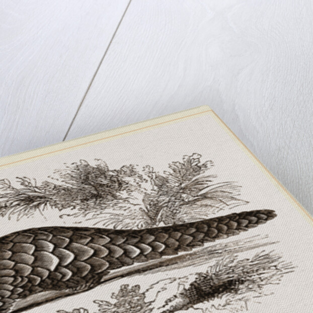 Temminck's Manis by Anonymous