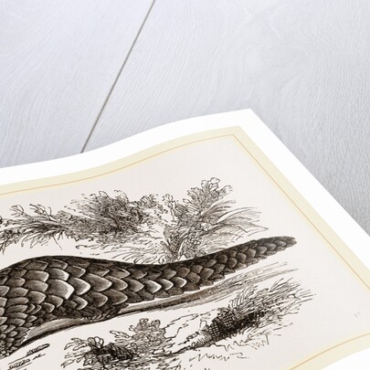 Temminck's Manis by Anonymous