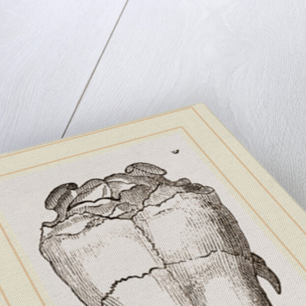 Skull of Short-tailed Manis by Anonymous