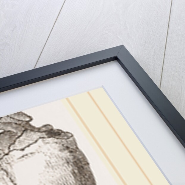 Skull of Short-tailed Manis by Anonymous