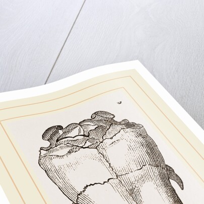 Skull of Short-tailed Manis by Anonymous