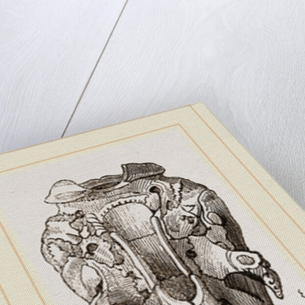 Skull of Short-tailed Manis by Anonymous