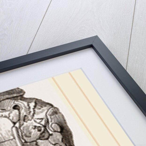 Skull of Short-tailed Manis by Anonymous