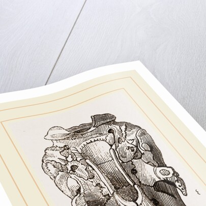 Skull of Short-tailed Manis by Anonymous