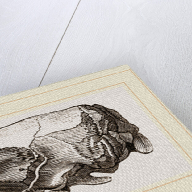 Skull of Short-tailed Manis by Anonymous