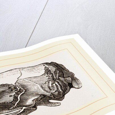 Skull of Short-tailed Manis by Anonymous