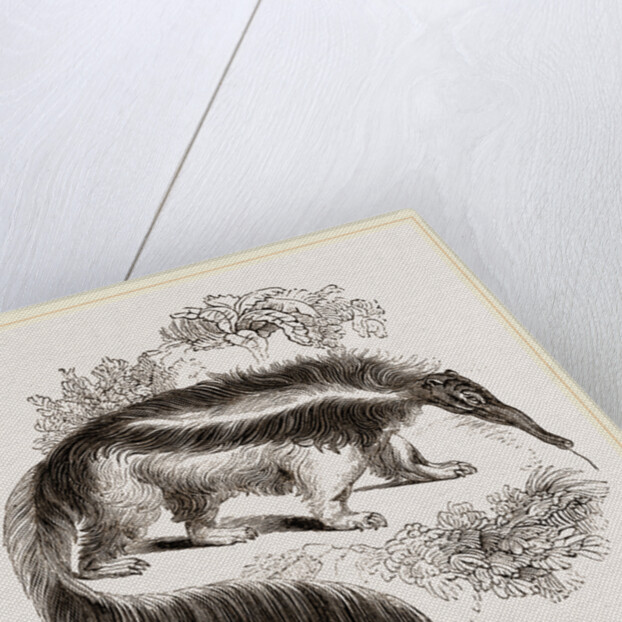 Great Ant-eater by Anonymous