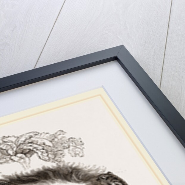 Great Ant-eater by Anonymous