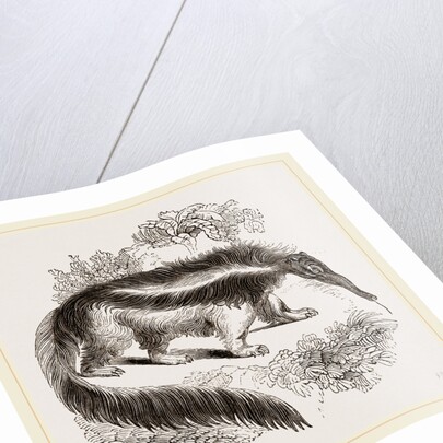 Great Ant-eater by Anonymous