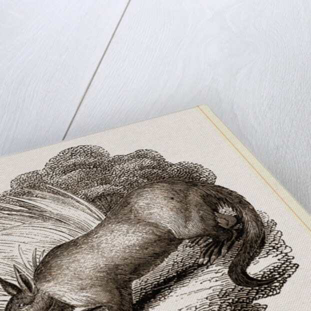 Aard-vark by Anonymous