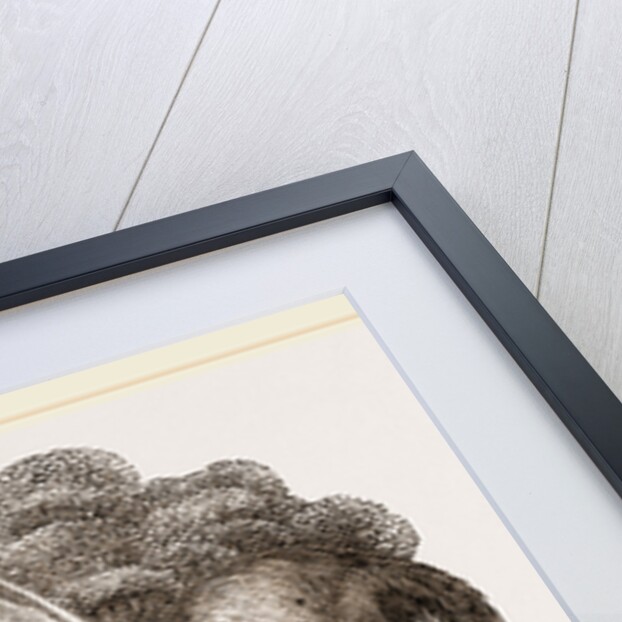 Aard-vark by Anonymous