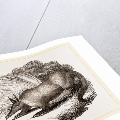 Aard-vark by Anonymous