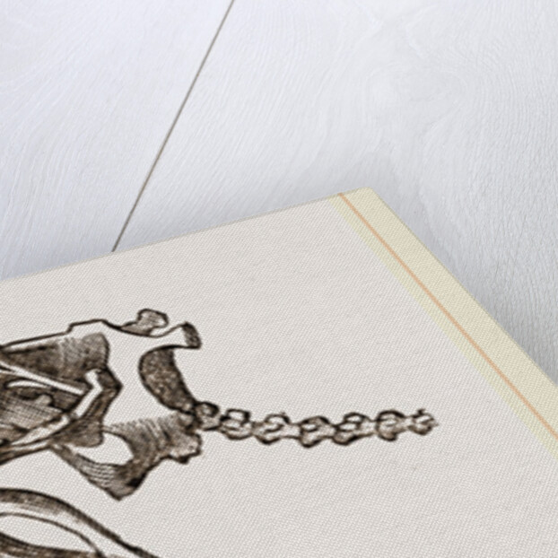 Skeleton of Pichiciago by Anonymous