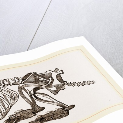 Skeleton of Pichiciago by Anonymous