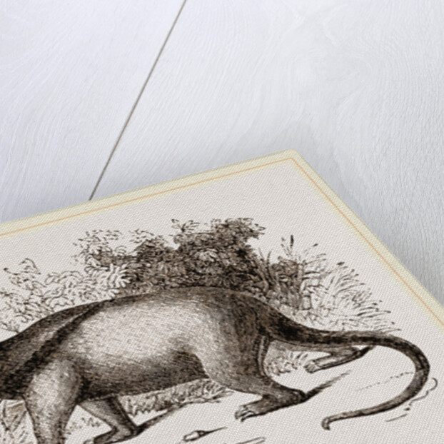 Tamandua by Anonymous