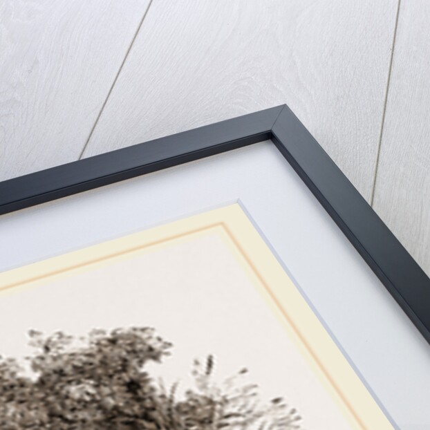 Tamandua by Anonymous