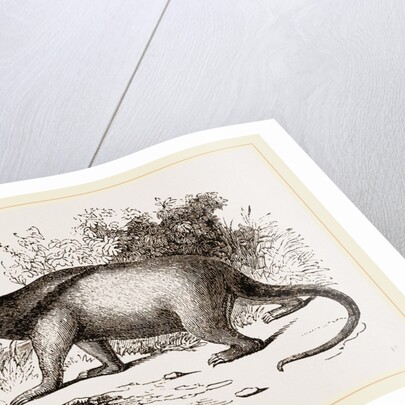 Tamandua by Anonymous