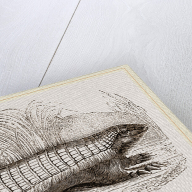 Pichiciago by Anonymous