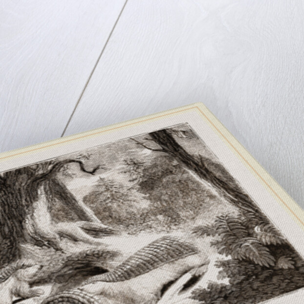 Pichiciago by Anonymous