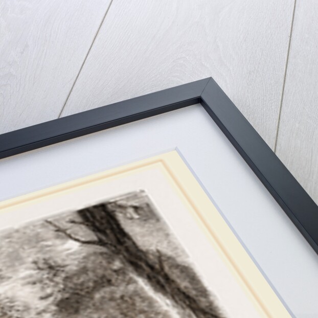 Pichiciago by Anonymous