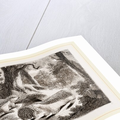 Pichiciago by Anonymous