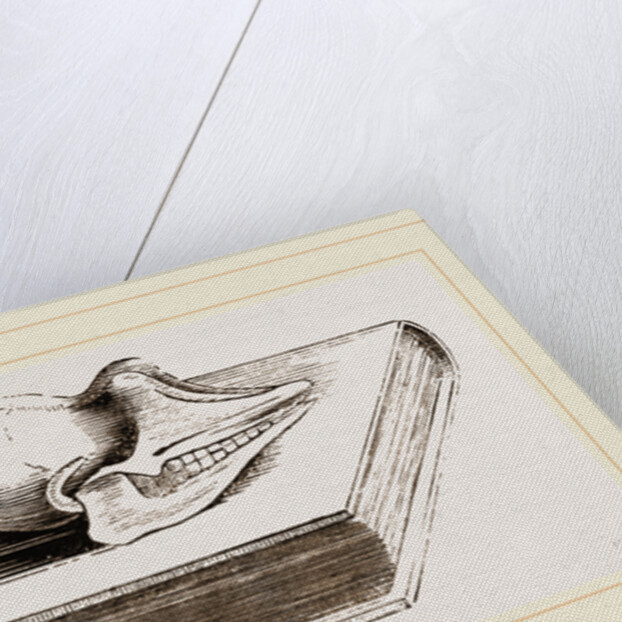 Skull of Pichiciago by Anonymous