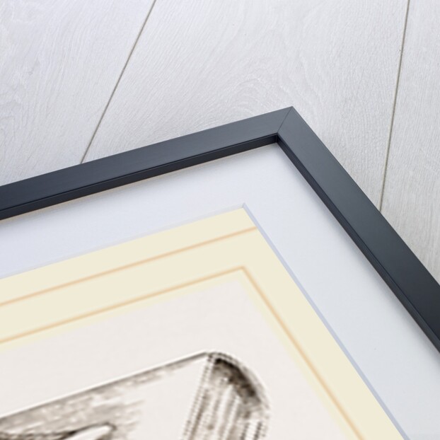 Skull of Pichiciago by Anonymous