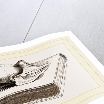 Skull of Pichiciago by Anonymous