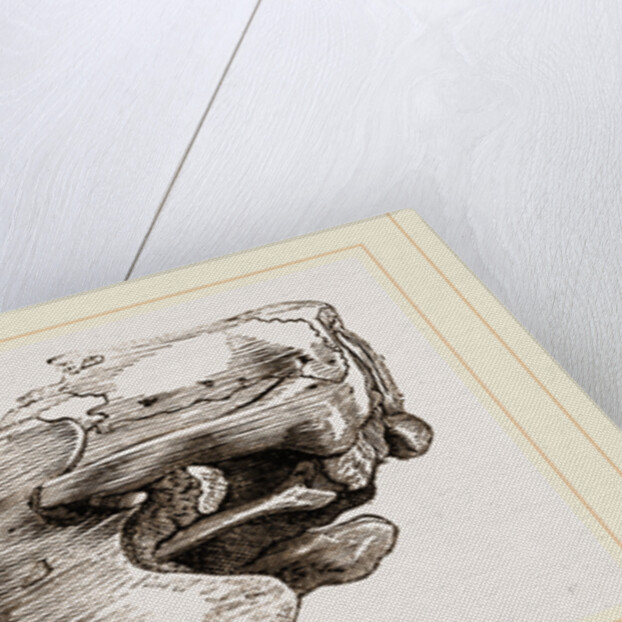 Remains of Skull Scelidotherium by Anonymous