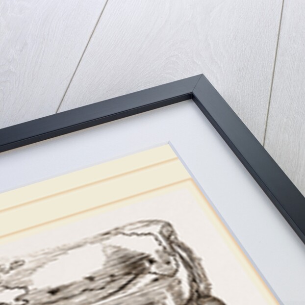 Remains of Skull Scelidotherium by Anonymous