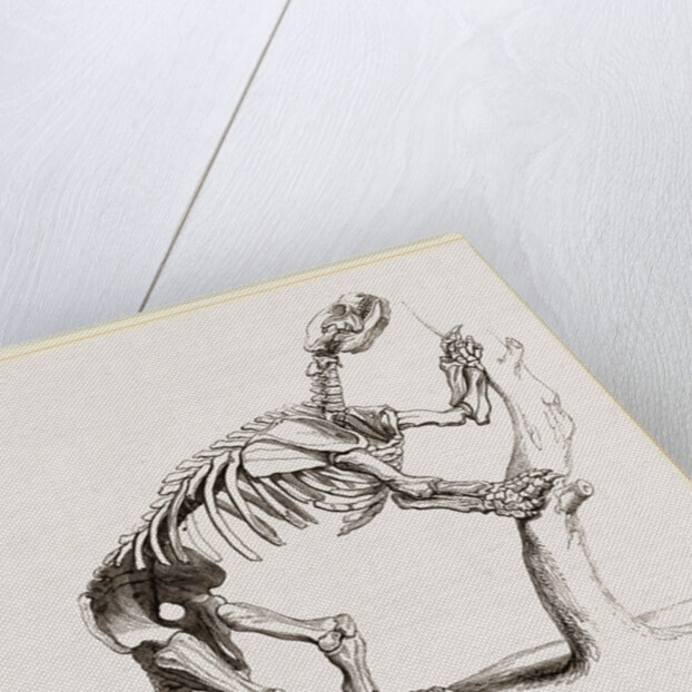 Skeleton of Mylodon robustus by Anonymous