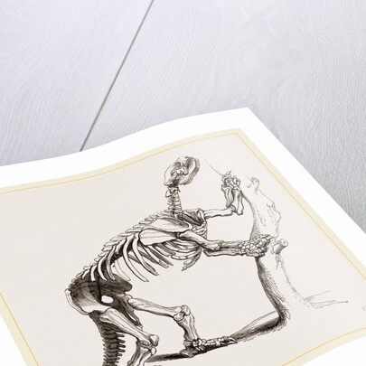 Skeleton of Mylodon robustus by Anonymous