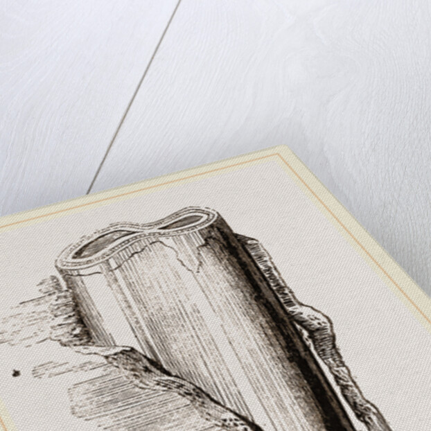 Tooth of Mylodon by Anonymous