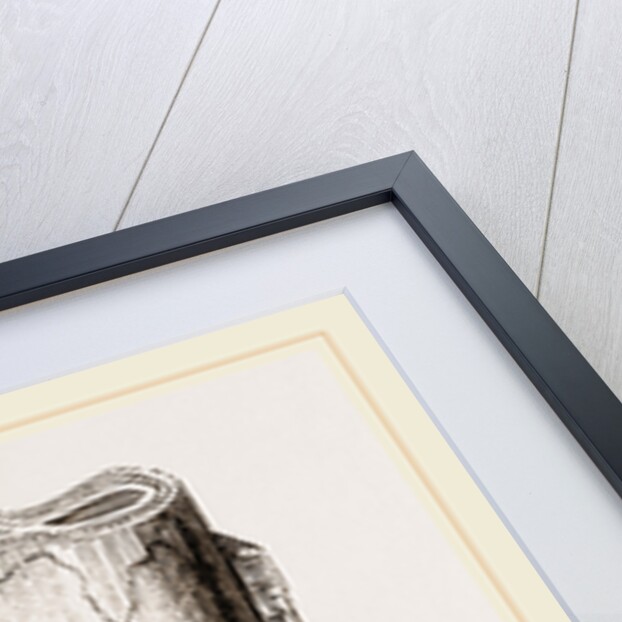 Tooth of Mylodon by Anonymous