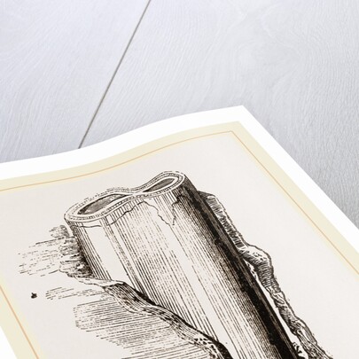 Tooth of Mylodon by Anonymous