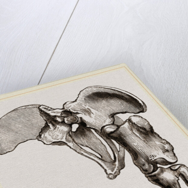 Pelvis and Hind-Leg of Megatherium by Anonymous