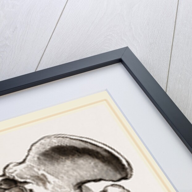 Pelvis and Hind-Leg of Megatherium by Anonymous