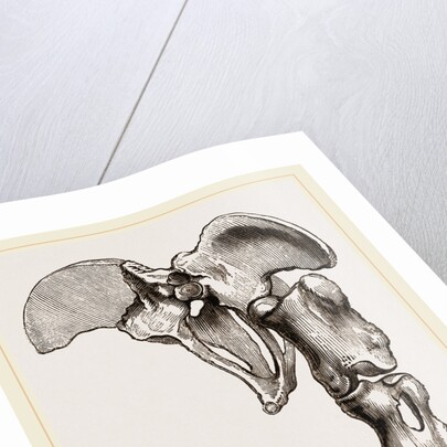 Pelvis and Hind-Leg of Megatherium by Anonymous
