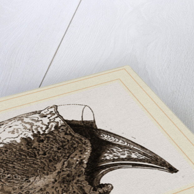 Ungueal Phalanx of Megatherium by Anonymous