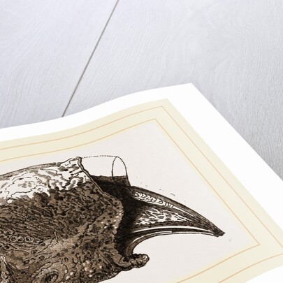 Ungueal Phalanx of Megatherium by Anonymous